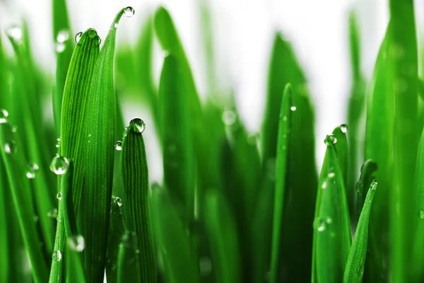 Grama verde com gotas de água — Fotografia de Stock