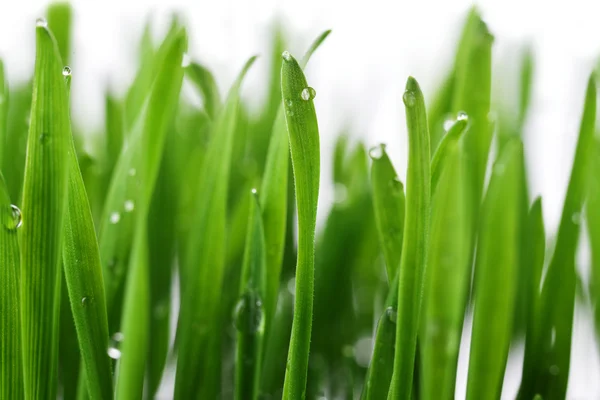 Herbe verte avec gouttes d'eau — Photo