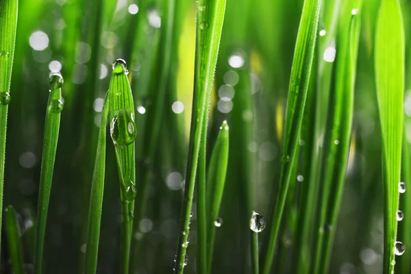 Hierba verde con gotas de agua — Foto de Stock