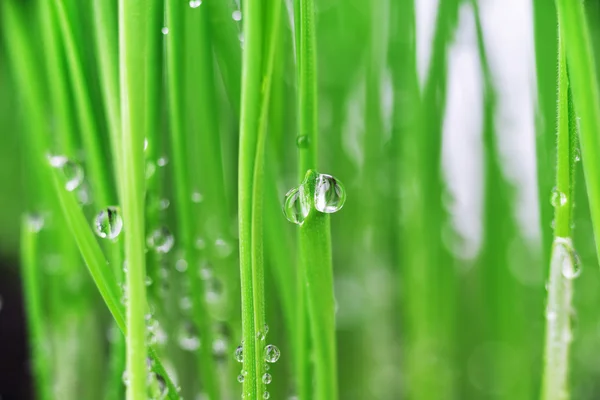 Erba verde con gocce d'acqua — Foto Stock