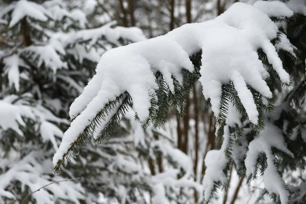 Branches of winter spruce tree — Stock Photo, Image