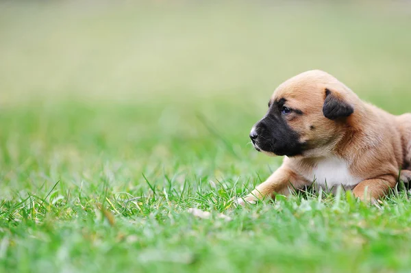 玛利诺犬只比利时牧羊犬的小狗 — 图库照片