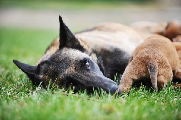 Female dog  with puppies — Stock Photo, Image