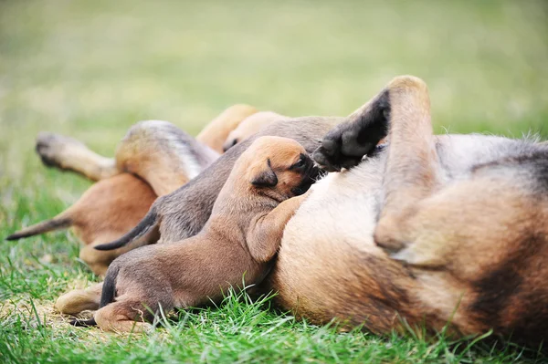 Cane femmina con cuccioli — Foto Stock