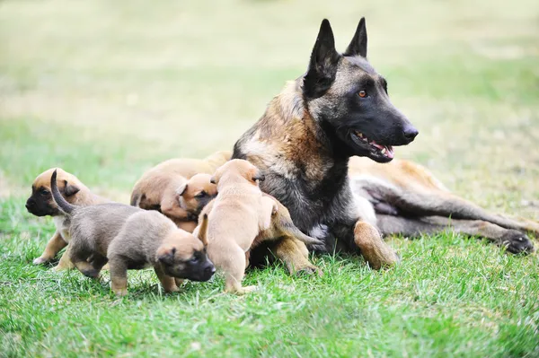 Vrouwelijke hond met puppies — Stockfoto