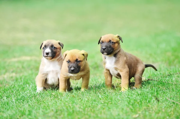 Valpar belgisk vallhund malinois — Stockfoto