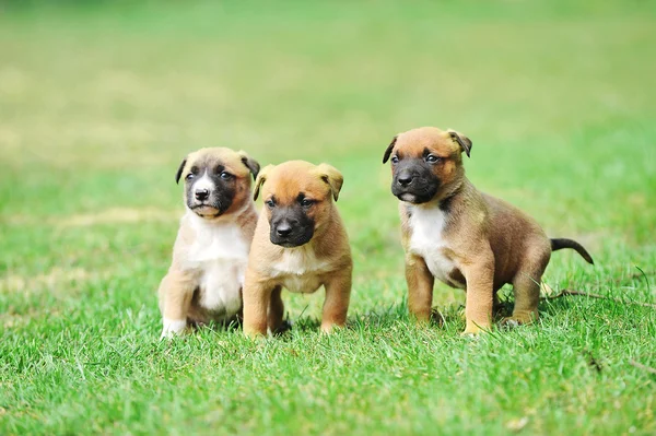 Szczeniaki Owczarek belgijski malinois — Zdjęcie stockowe