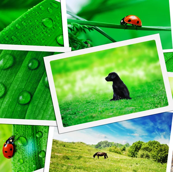 Plie van groene natuur foto's op houten tafel — Stockfoto