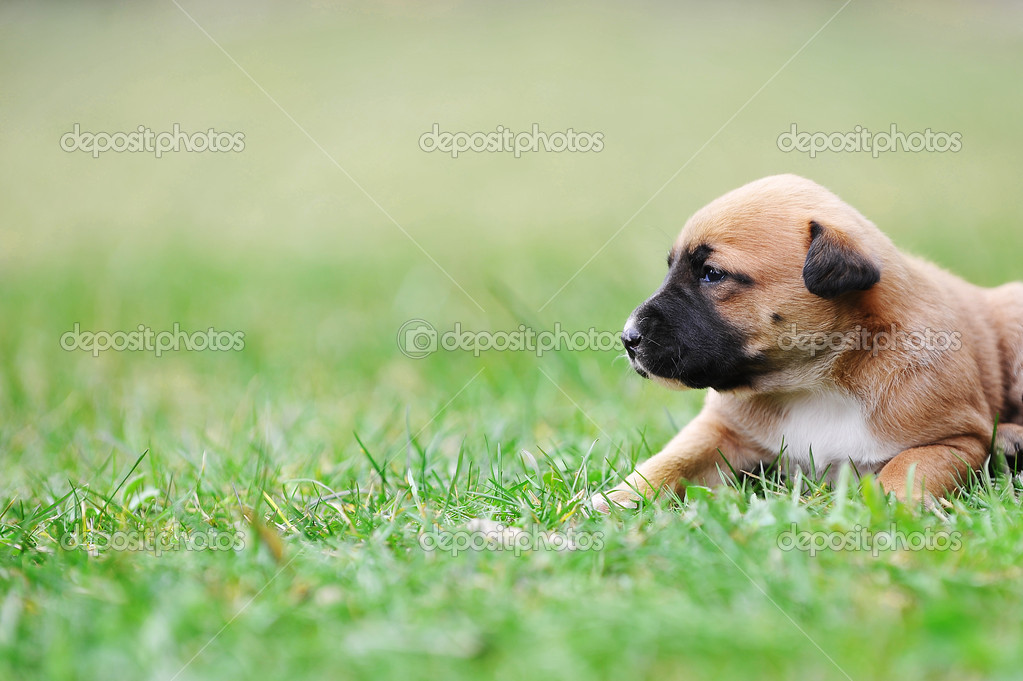 petit chien de Berger Belge malinois — Photographie Taden1 petit chien de Berger Belge malinois — Photographie Taden1
