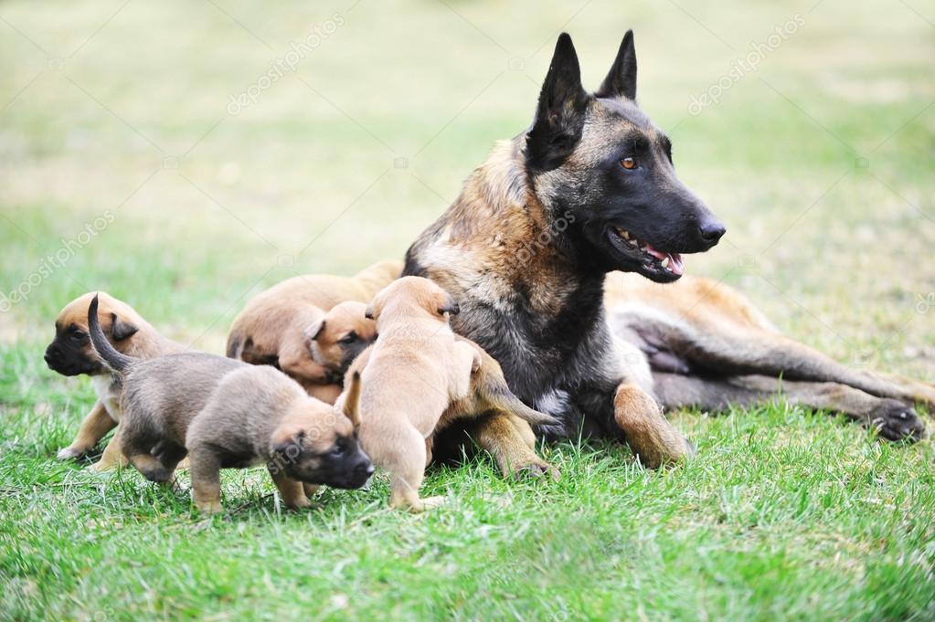 4 191 Belgian Malinois Stock Photos Belgian Malinois Images Depositphotos