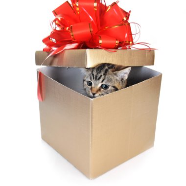 kedi yavrusu hediye kutusu