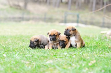 yavru çoban Belçikalı malinois