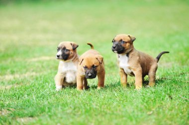 yavru çoban Belçikalı malinois