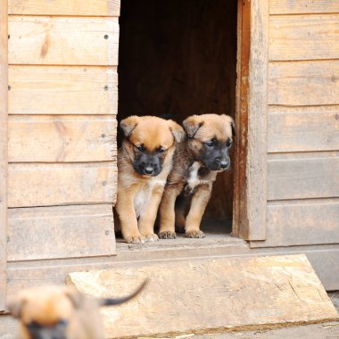 Belçika çoban malinois