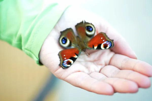 Papillon hirondelle — Photo