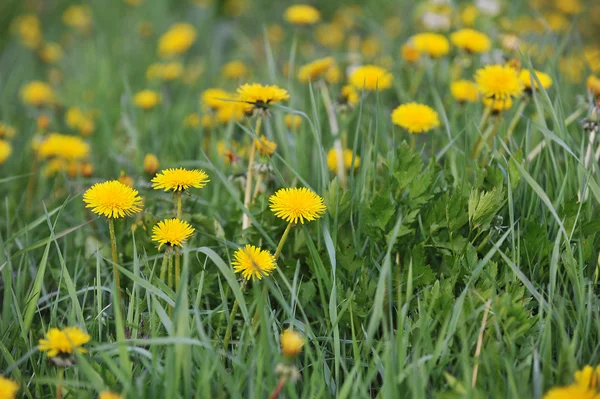 Gele paardebloemen — Stockfoto