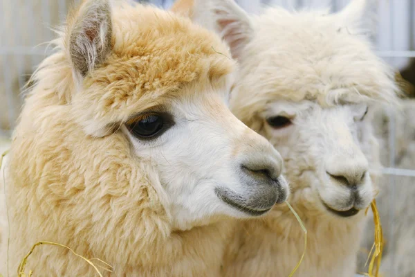 Fluffy alpacas — Stock Photo, Image
