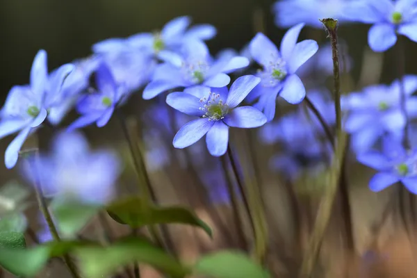 Fleurs bleues — Photo