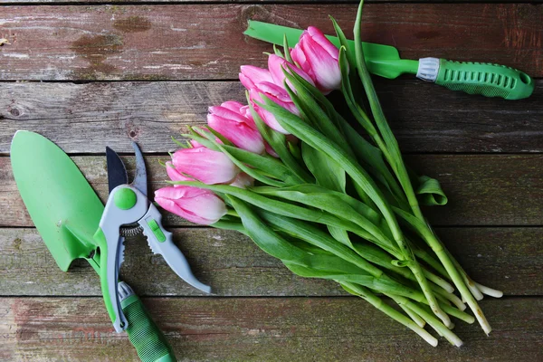 Tulipes et outils de jardin — Photo