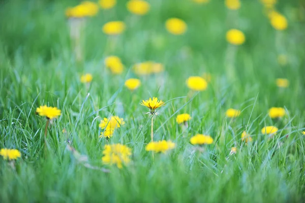 Gele paardebloemen — Stockfoto