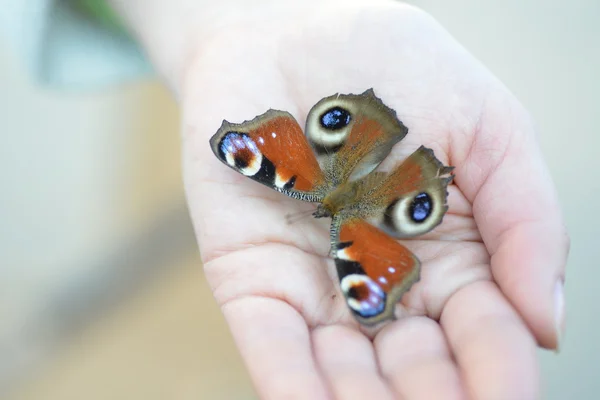 Farfalla coda di rondine — Foto Stock