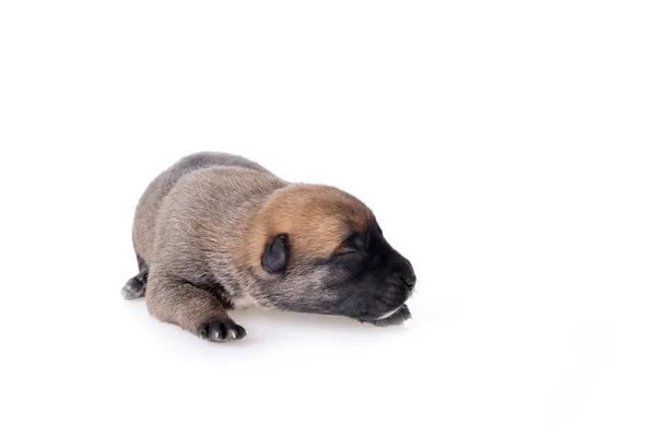 Schattig puppy — Stockfoto