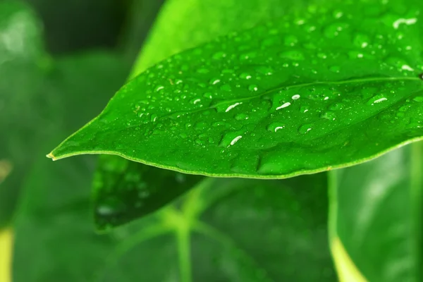 Green leaves — Stock Photo, Image