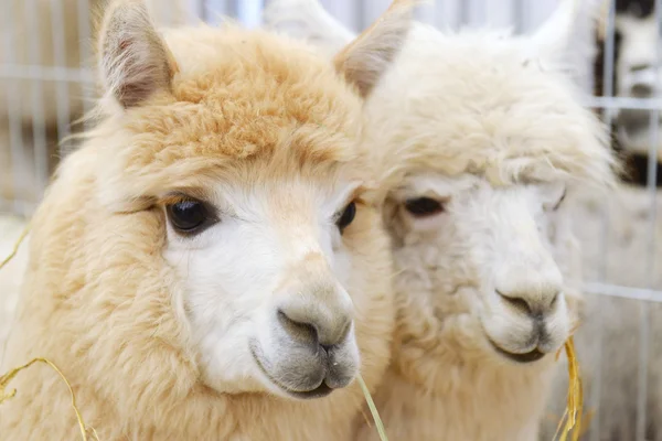 Fluffy alpacas — Stock Photo, Image