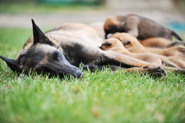 Cane femmina con cuccioli — Foto Stock