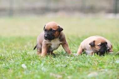 Belçika çoban yavruları