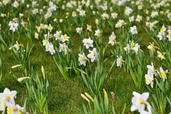 Weiße Narzissen — Stockfoto