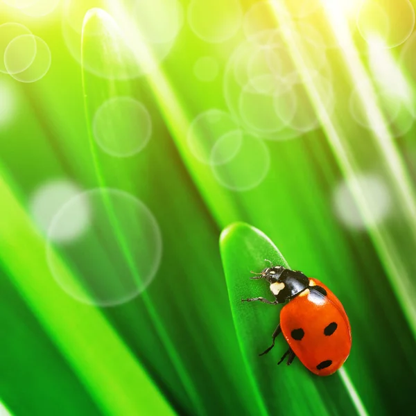 Coccinella su foglie verdi — Foto Stock