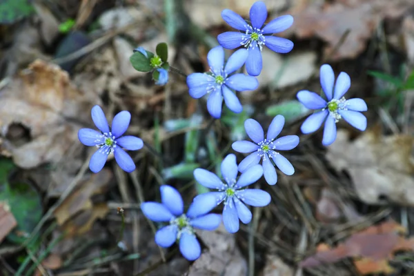 Fleurs bleues — Photo