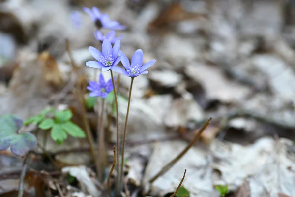 Blauwe bloemen — Stockfoto