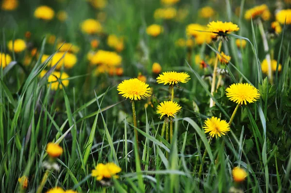 Sarı dandelions — Stok fotoğraf