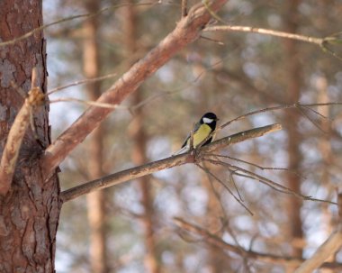 küçük meme kuş kış orman ağacı dalı oturur