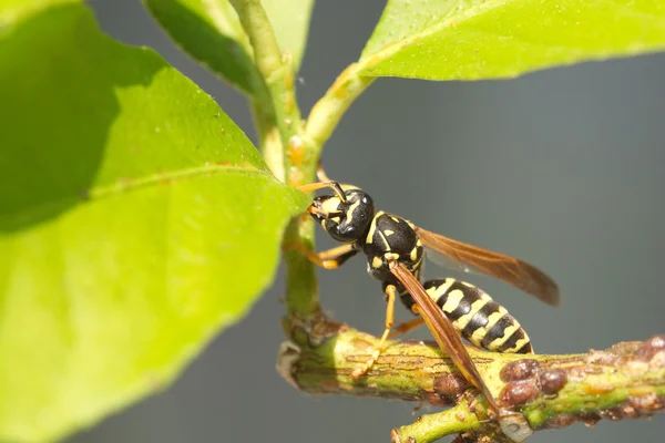 Jeden papír wasp sedí na větvi se zelenými listy zblízka — Stock fotografie