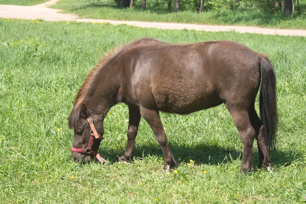 Hnědý malý pony v postroji jíst trávu venkovní — Stock fotografie