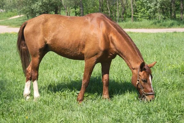 Caballo adulto marrón en arnés comiendo hierba al aire libre — Foto de Stock