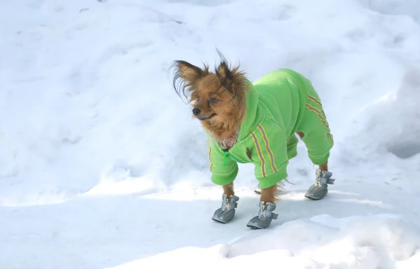 komik küçük köpek yeşil elbise ve ayakkabı kar anlamına gelir.