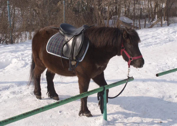 Hnědý malý pony v postroji stojí na sněhu venkovní — Stock fotografie