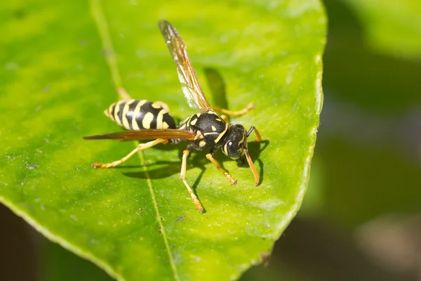 Uma vespa senta-se na folha verde close-up — Fotografia de Stock