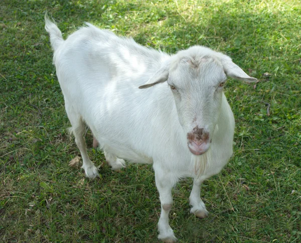 White goat outdoors looks on you — Stock Photo, Image