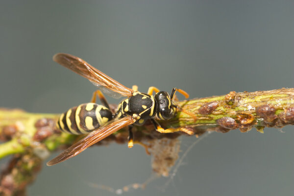 Single paper wasp on branch closeup