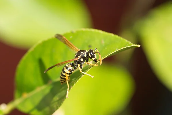 Eşek arısı, yeşil yaprakları makro — Stok fotoğraf