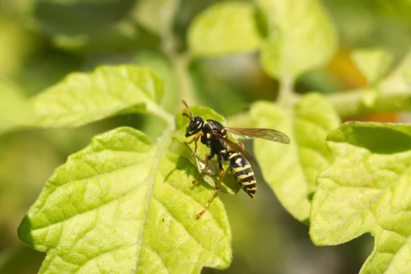 A wasp in green leaves closeup — Stock Photo, Image
