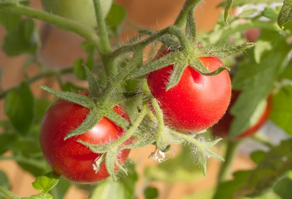 Κόκκινες ντομάτες σε κλάδους closeup — Φωτογραφία Αρχείου