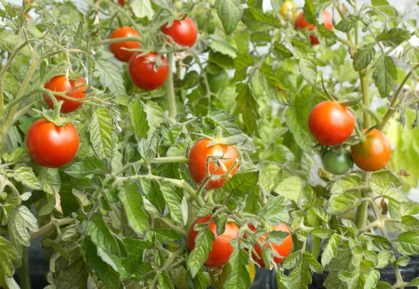 Czerwony soczyste pomidory na oddziały zbliżenie — Zdjęcie stockowe