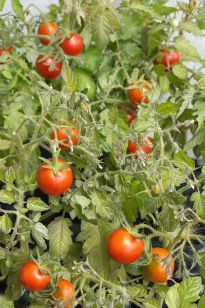Dojrzałe pomidory na oddziałów Busha — Zdjęcie stockowe