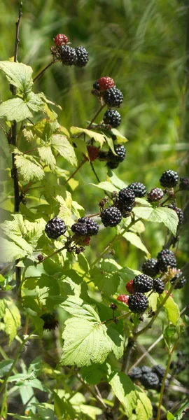 Mnoho blackberry ovoce na vertikální pohled bush — Stock fotografie